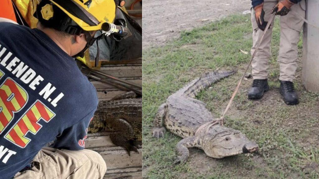 Firefighter in a yellow helmet and navy shirt labeled FIRE DEPT working on a vehicle right hand side shows another responder handling a large alligator on the ground with a rope   Informe Regio