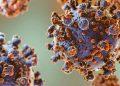 HANTAVIRUS VIRUS DE LOS ANDES   Informe Regio
