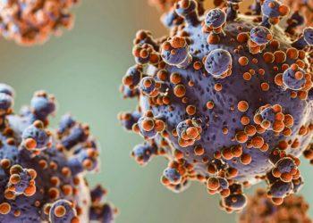 HANTAVIRUS VIRUS DE LOS ANDES   Informe Regio