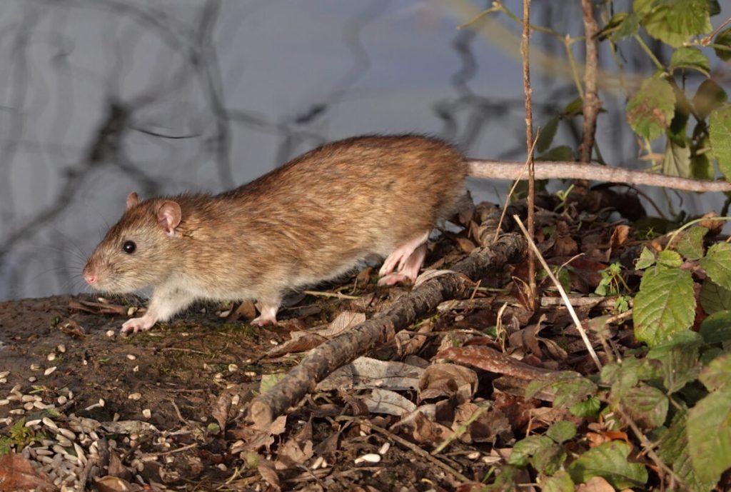 Brown rat walking on a dirt bank covered with leaves and twigs near water    Informe Regio