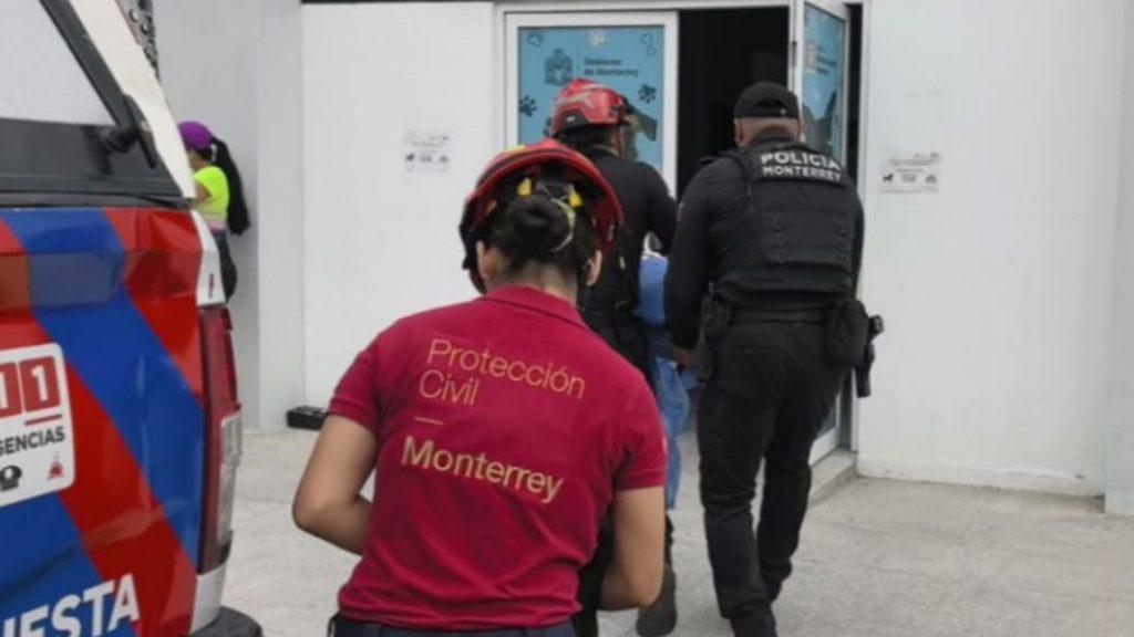 Ataque-de-abejas-en-monterrey - Informe Regio Ataque de abejas en Monterrey Informe Regio