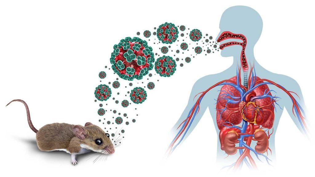 Brote de Hantavirus   Informe Regio