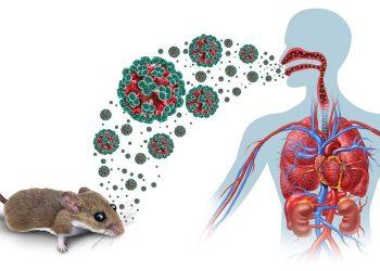 Brote de Hantavirus