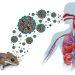 Brote de Hantavirus   Informe Regio