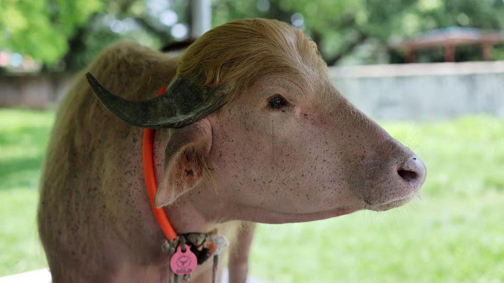 Búfalo albino Donald Trump se salva del sacrificio   Informe Regio