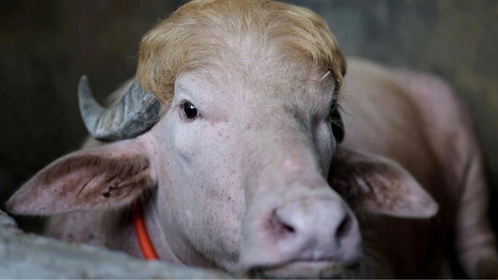 Búfalo albino rescatado en Bangladesh   Informe Regio