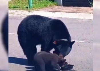 Familia de osos deambula por las calles de Sierra Alta   Informe Regio