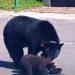 Familia de osos deambula por las calles de Sierra Alta   Informe Regio