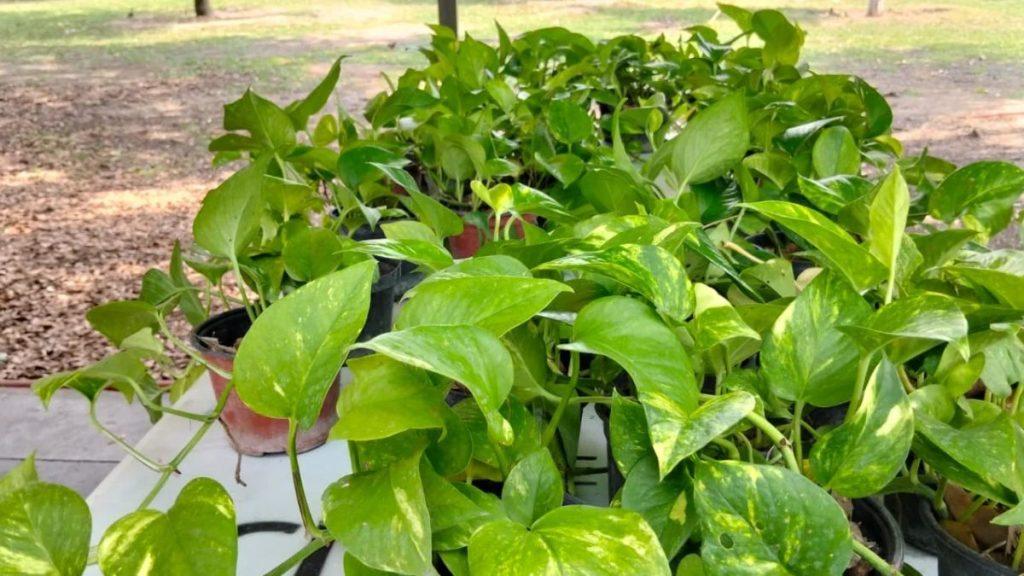 Potted pothos plants with trailing green leaves and yellow variegation on a table outdoors   Informe Regio