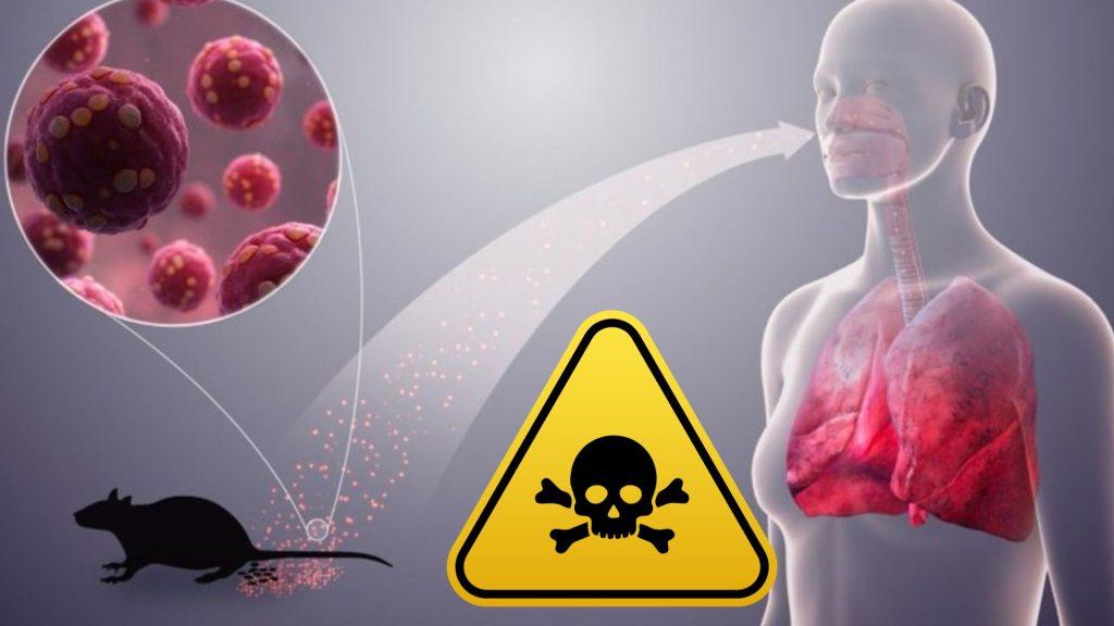 Riesgo de Hantavirus para el público general   Informe Regio