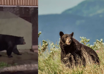 Two panel image of a black bear left side near a building on a concrete area right side standing in tall grass with distant mountains   Informe Regio