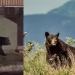 Two panel image of a black bear left side near a building on a concrete area right side standing in tall grass with distant mountains   Informe Regio