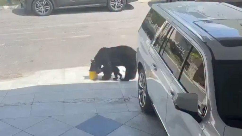 El-video-de-una-familia-de-osos-en-monterrey-desata-debate-en-redes - Informe Regio El video de una familia de osos en Monterrey desata debate en redes Informe Regio