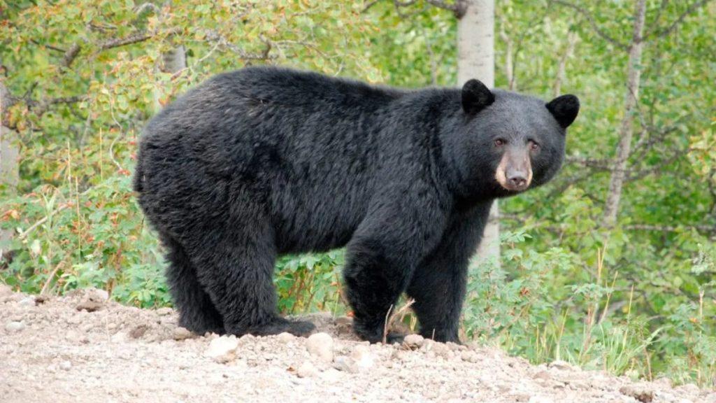 Black bear standing on a rocky dirt trail in a green forest   Informe Regio