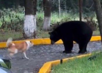A black bear stands on a paved lot facing a tan-and-white dog near a yellow curb.