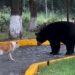 A black bear stands on a paved lot facing a tan and white dog near a yellow curb   Informe Regio