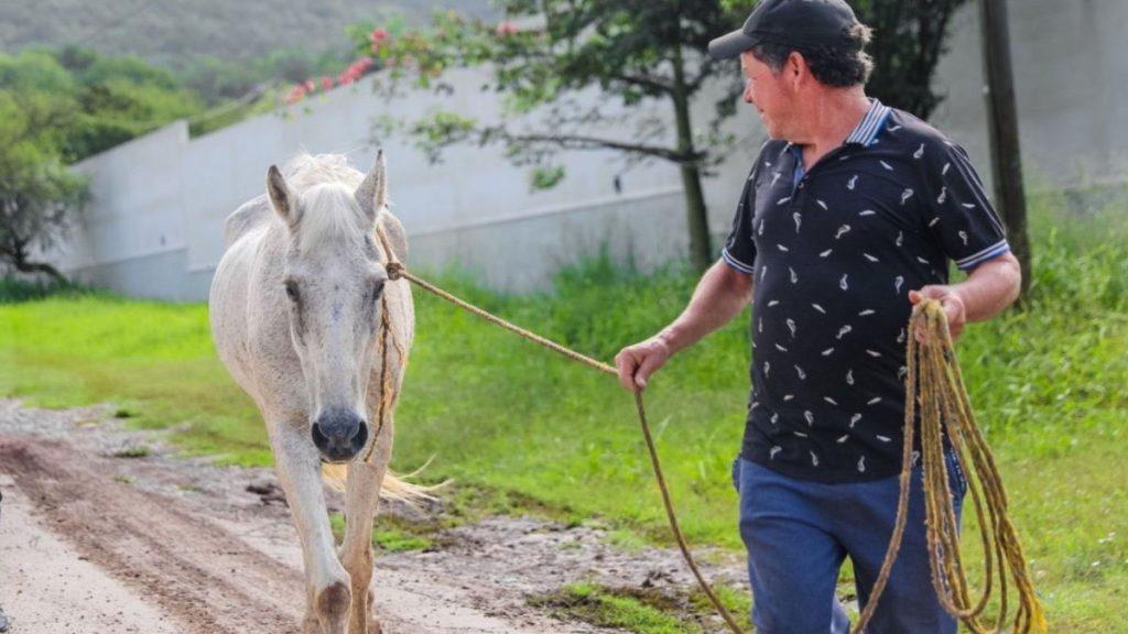 Man in a cap leads a white horse along a dirt rural road holding a rope and a bundle of lead ropes in his other hand   Informe Regio