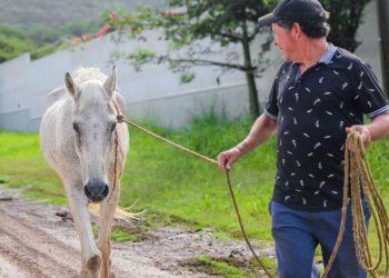 Santiago-caballo-maltrato-animal-nuevo-león - Informe Regio caballo santiago maltrato Informe Regio