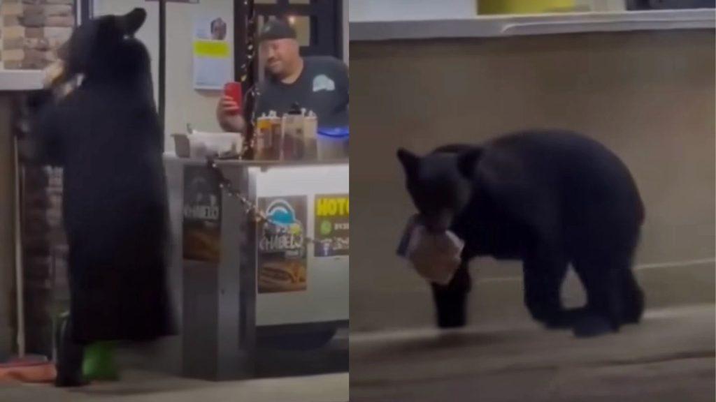 Un oso se robó una bolsa de pan en Santiago   Informe Regio