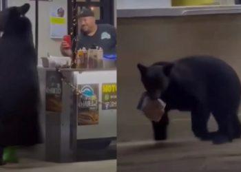 Un oso se robó una bolsa de pan en Santiago   Informe Regio