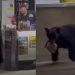 Un-oso-se-robo-una-bolsa-de-pan-en-santiago - Informe Regio Un oso se robó una bolsa de pan en Santiago Informe Regio