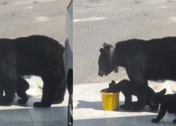 Una osa y sus crías se refrescan en una casa de Monterrey   Informe Regio