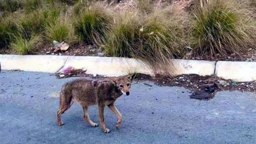 A stray brown dog walking along a paved road beside a low curb with tall grasses in the background   Informe Regio