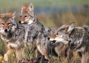 cumbres manada lobos   Informe Regio