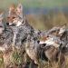 cumbres manada lobos   Informe Regio