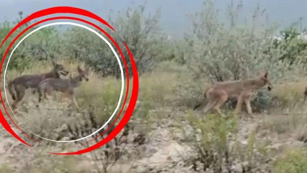 Two wolves standing in dry brushland with a red circular highlight around the left pair   Informe Regio