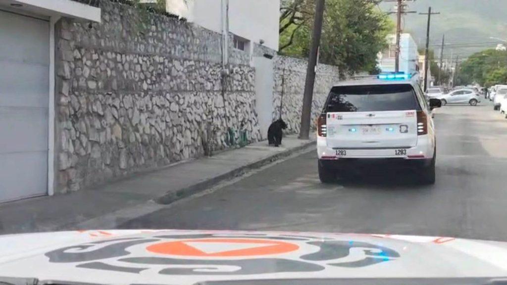 Oso deambulaba por Morones Prieto   Informe Regio