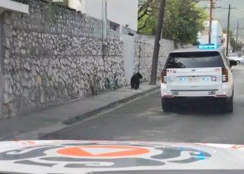Oso deambulaba por Morones Prieto   Informe Regio