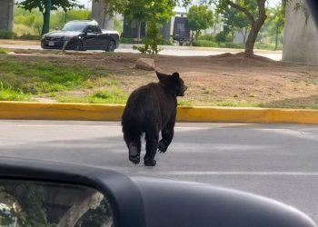 oso morones prieto   Informe Regio