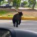 oso morones prieto   Informe Regio
