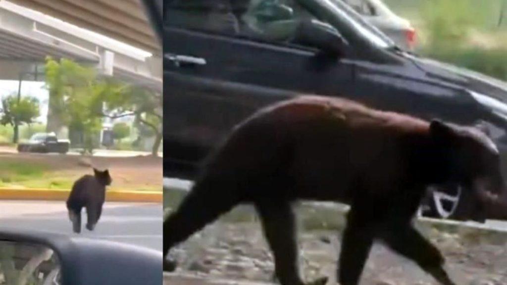Oso-negro-medio-ambiente - Informe Regio Black dog walking along a parking lot curb viewed from a car window Informe Regio