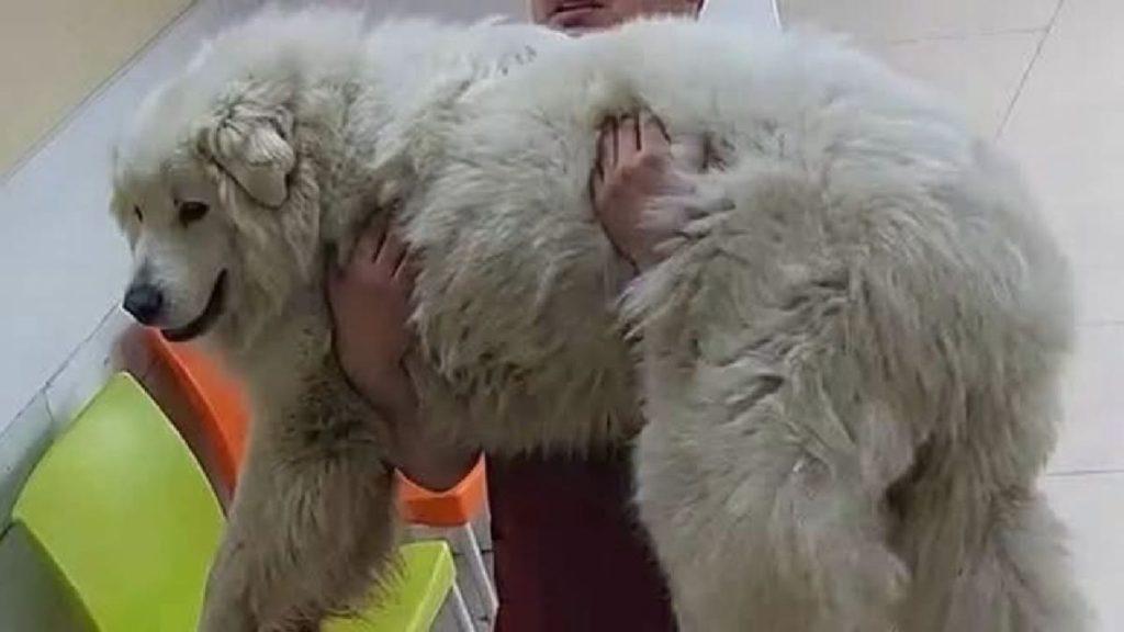 A large fluffy white dog is being carried by a person indoors near bright green chairs in a waiting area setting for pets or people   Informe Regio