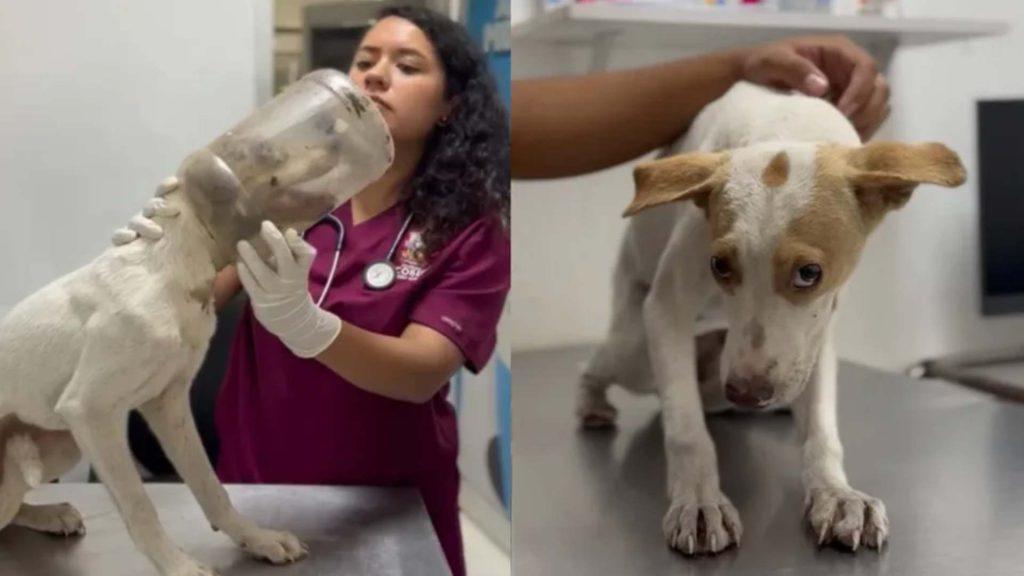 Rescataron-a-una-perrita-en-escobedo - Informe Regio Rescataron a una perrita en Escobedo Informe Regio