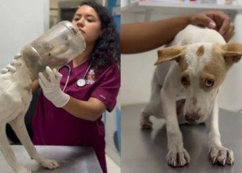 Rescataron a una perrita en Escobedo