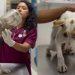 Rescataron a una perrita en Escobedo   Informe Regio