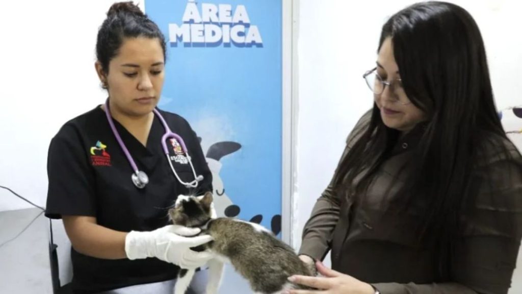 Maltrato-animal-escobedo-nuevo-leon - Informe Regio Veterinarian in black scrubs with stethoscope examines a cat held by a woman in a brown jacket at a veterinary clinic Informe Regio
