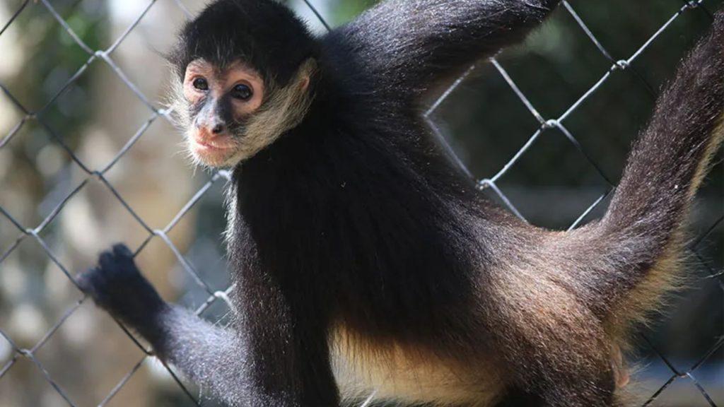 San-nicolas-mono-araña - Informe Regio Young monkey with a pale face and dark fur pressed against a chain link fence Informe Regio