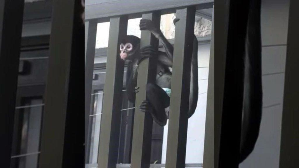 San-nicolas-mono-araña-pañal - Informe Regio Monkey clinging to vertical balcony railing bars on the exterior of a building looking toward the camera Informe Regio